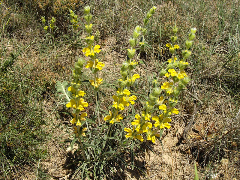 Phlomis lychnitis en fleurs dans une garrigue ouverte en Espagne